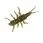 Силикон FishUp Stonefly 0.75"(12шт)019 motor oil/red