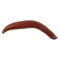 Силикон Berkley Gulp! Pinched Crawler 2"(6)NC