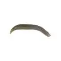 Силикон Berkley Gulp! Pinched Crawler 2"(6)WMPR
