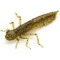 Силикон FishUp Dragonfly 1.2"(10шт)074 green pumpkin seed