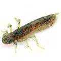 Силикон FishUp Dragonfly 0.75"(12шт)017 motor oil pepper