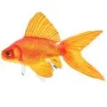 Подушка 3K Baits декор.Золотая рыбка(60*30cm)