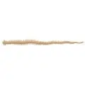 Силікон Berkley Gulp! SW Slender Sandworm 4" (10шт) NAT