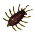 Силікон FishUp Maybug 1.3"(5шт)019 motor oil/red